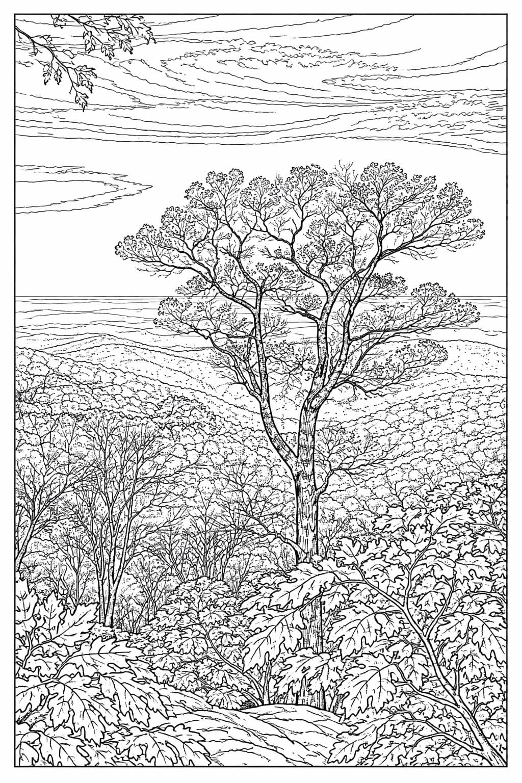 Valley Overlook
