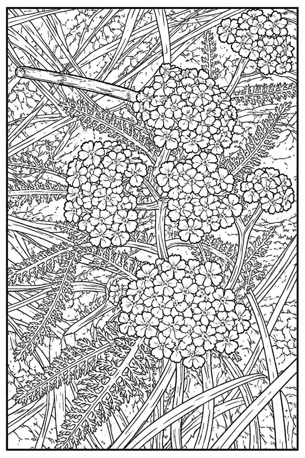 Pine Cones