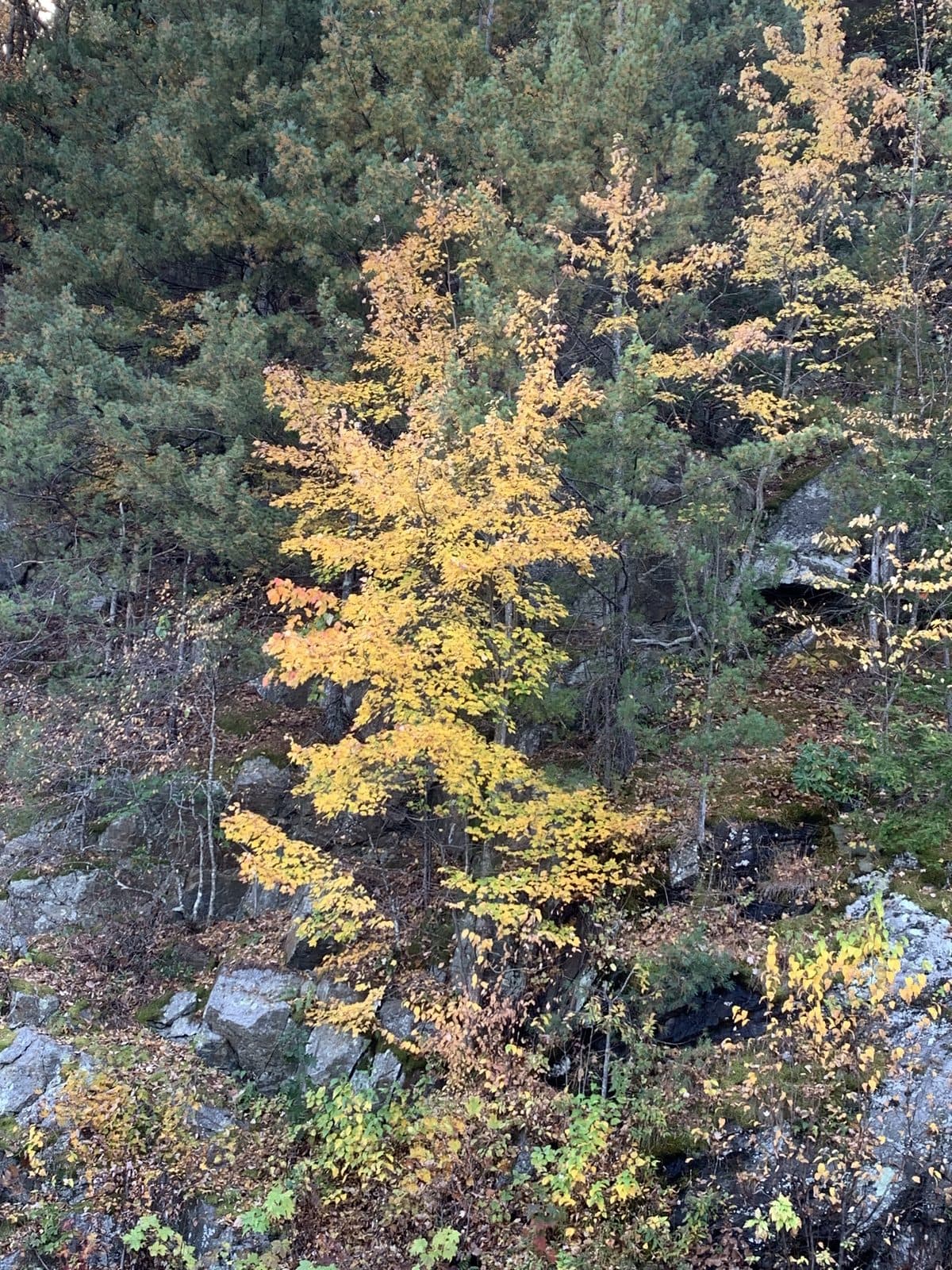 Digital Print 103. Natural color for a quiet room.