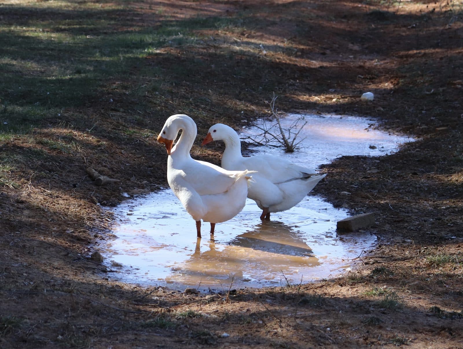 Digital Print 133. Everyday beauty around the pond.