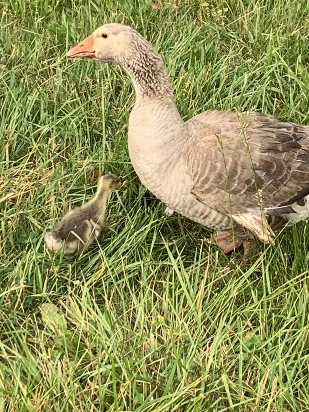 Goose and Goslings