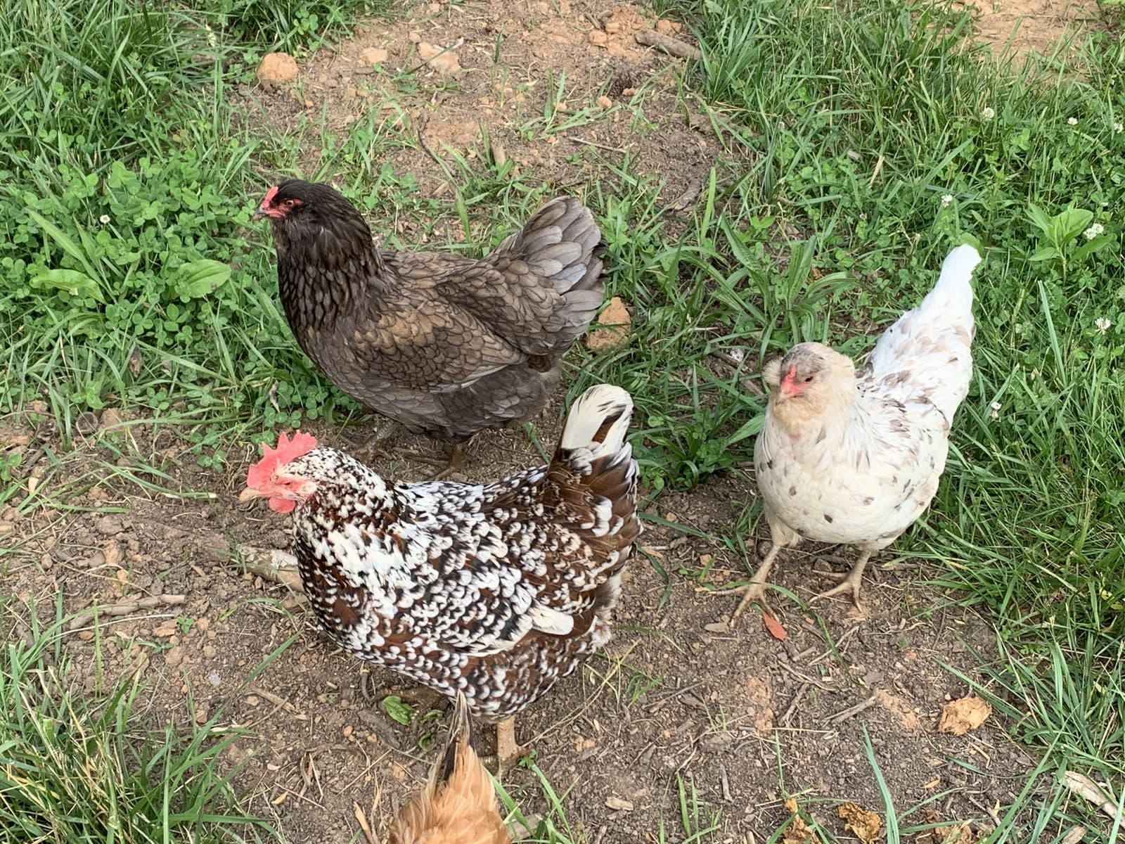 Yard Chickens