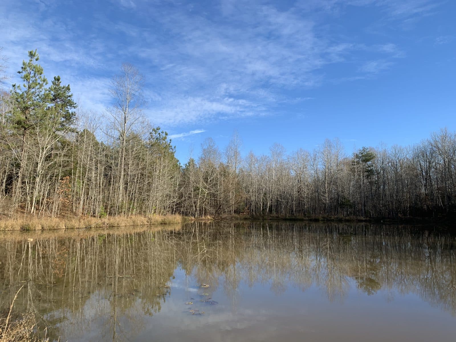 Still Pond