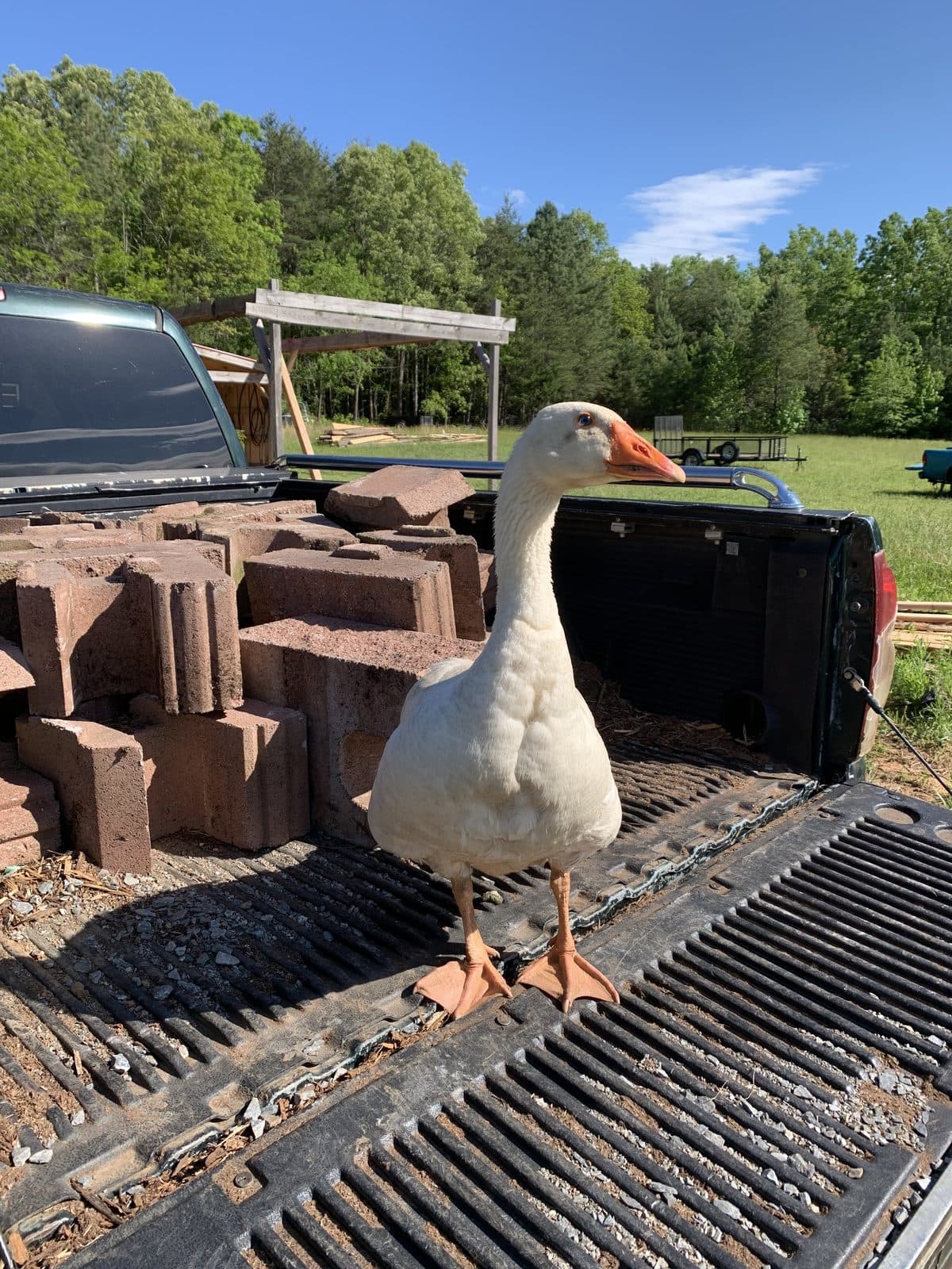 Goose on the Tailgate