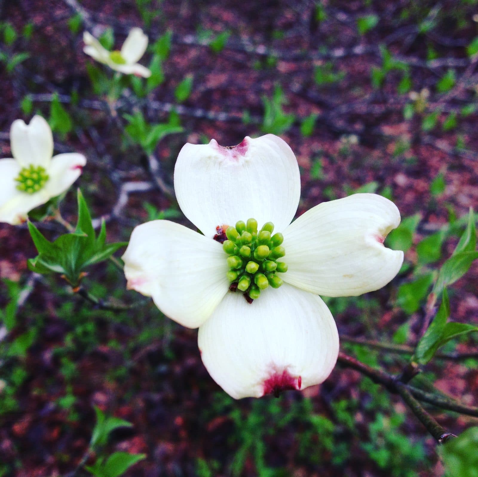 White Blossom