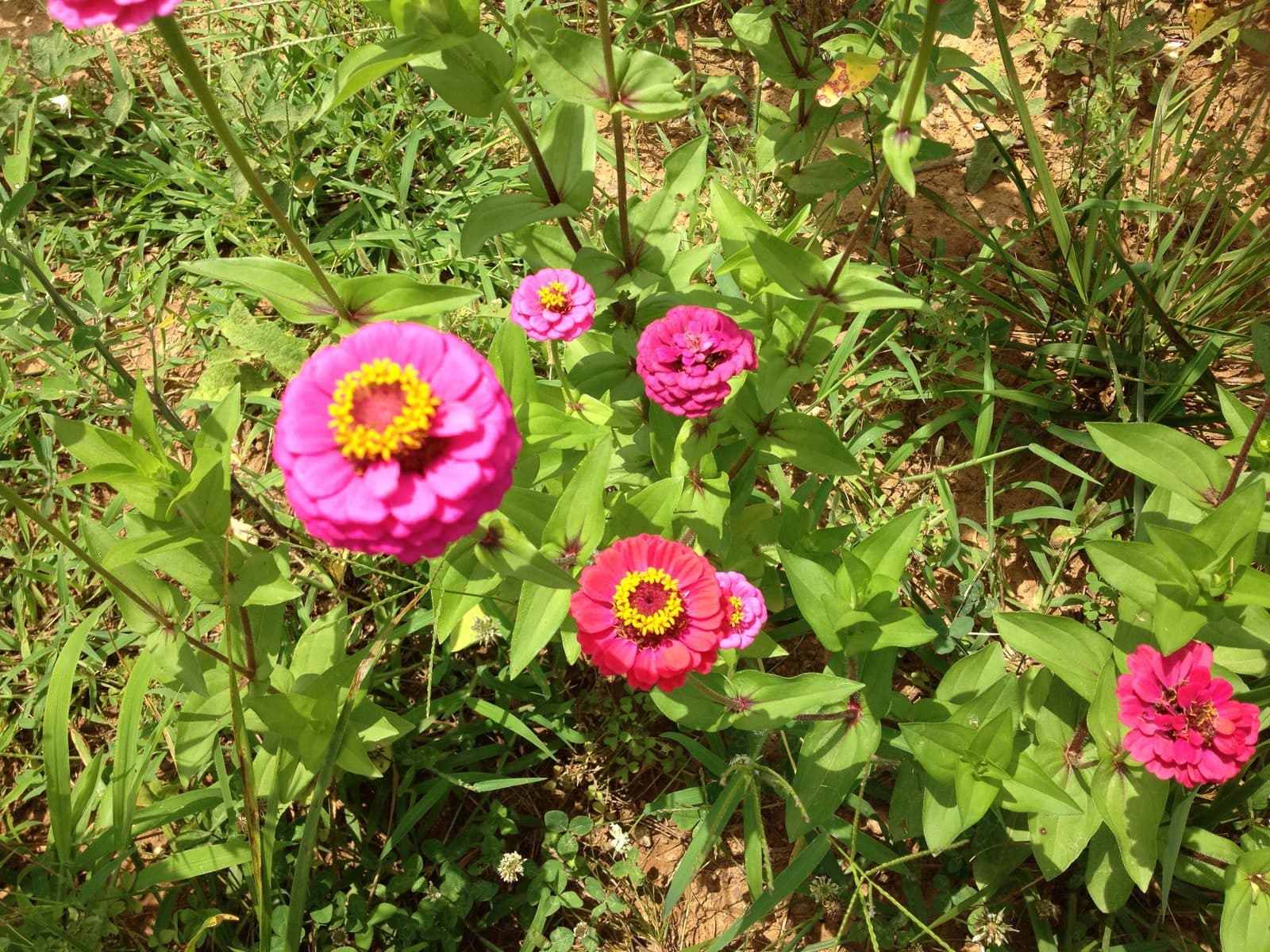 Pink Zinnias