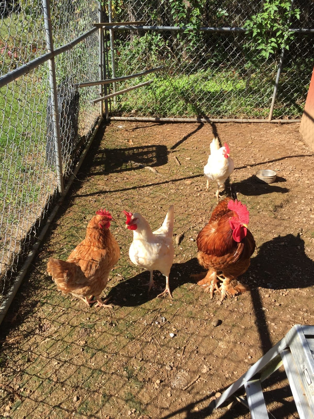 Chicken Run