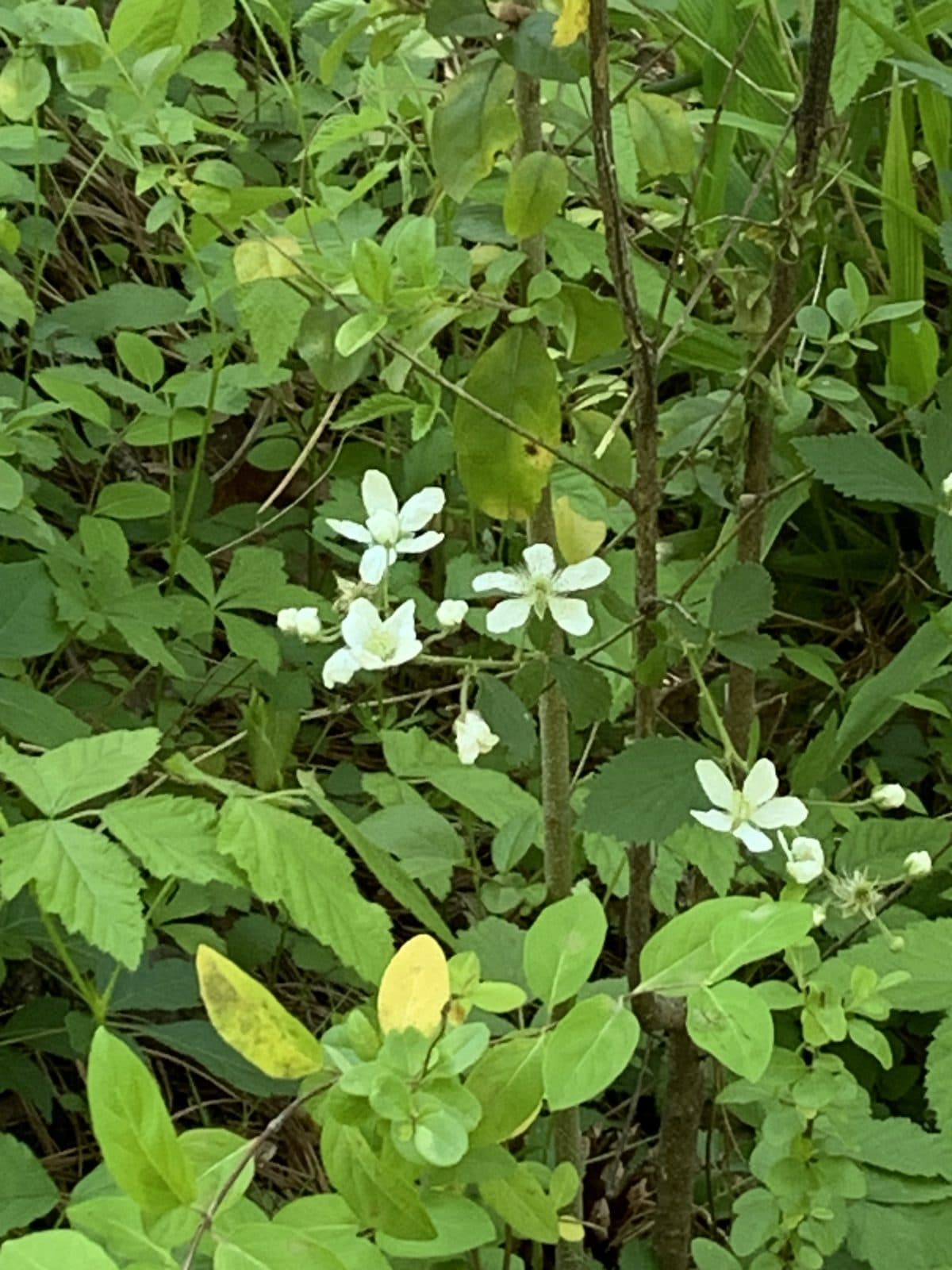 Wild White Flowers
