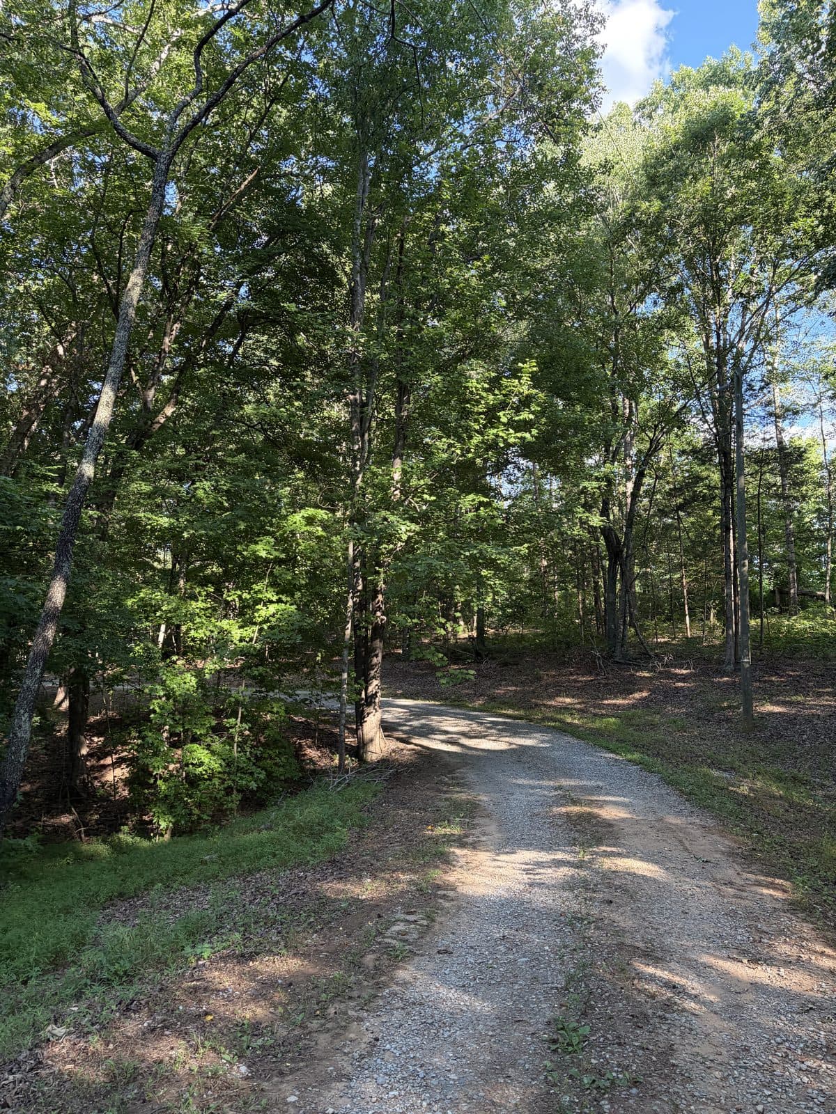 Forest Lane