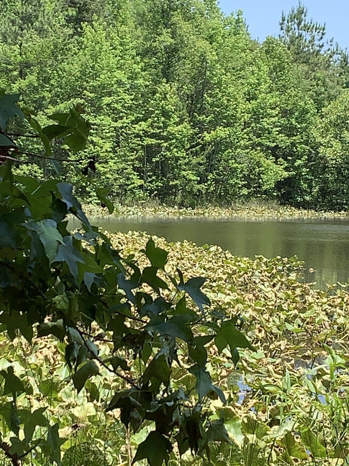 Lily Pads