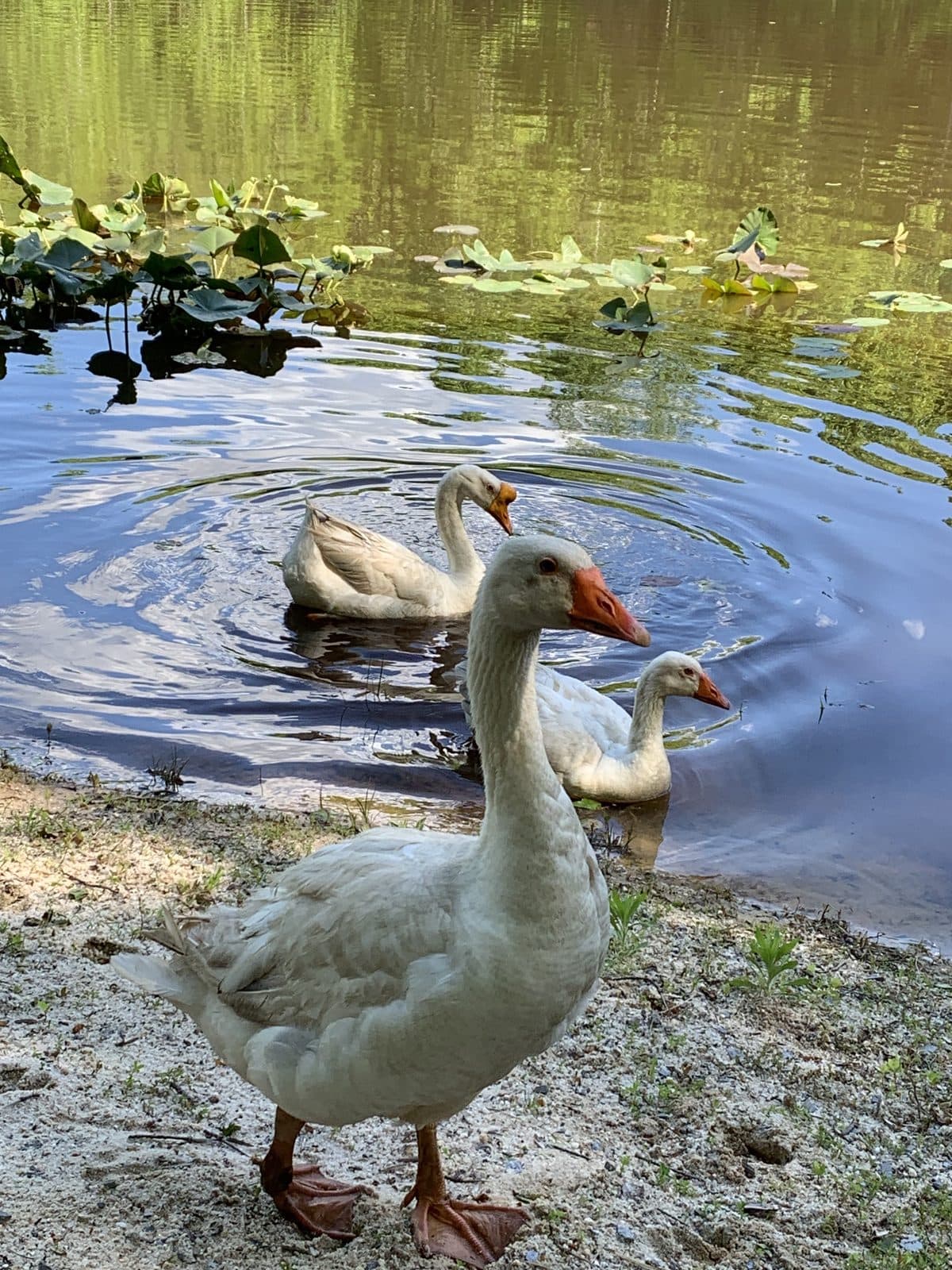 Pond Family