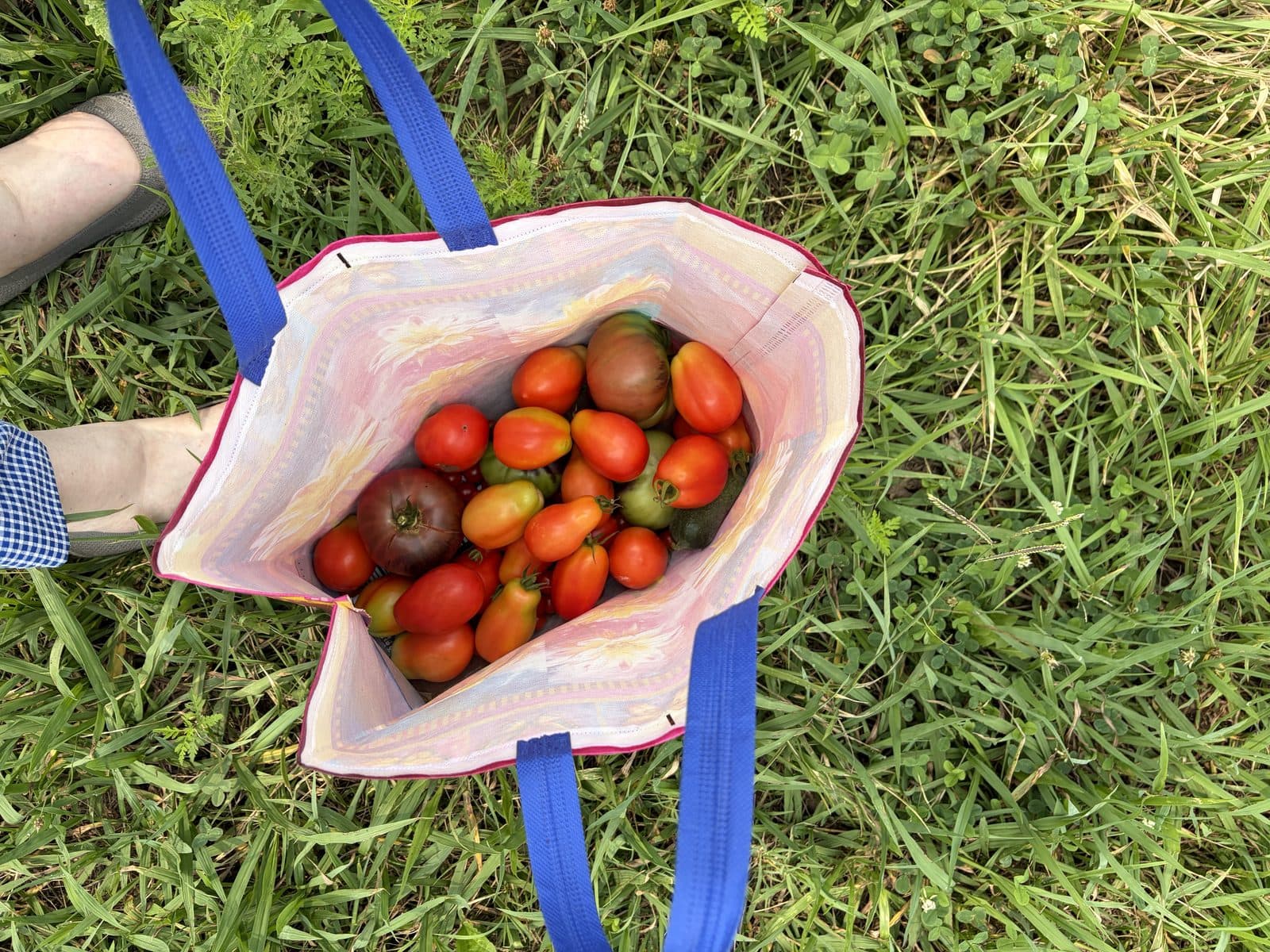 Strawberry Harvest