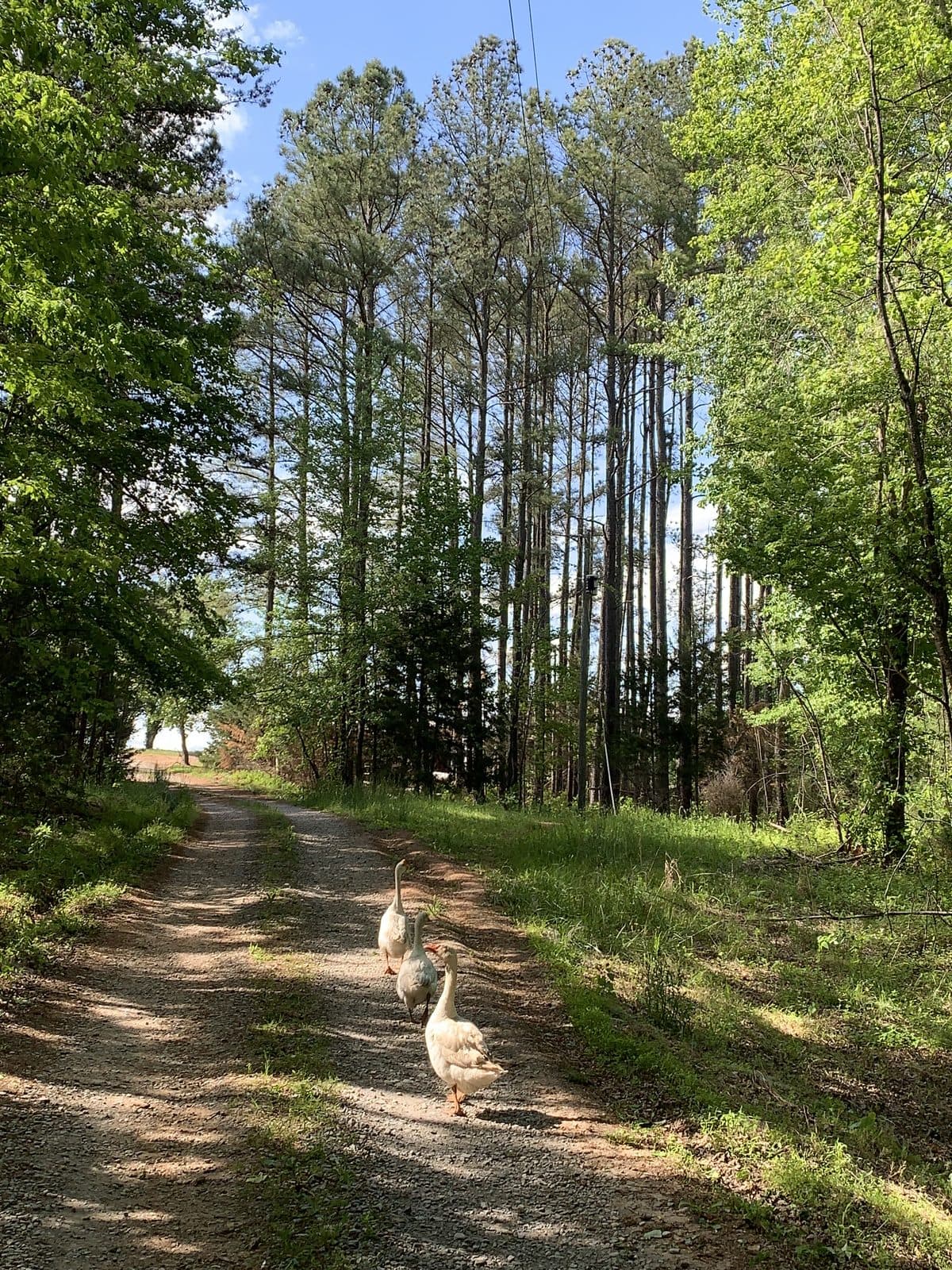 Geese on the Path