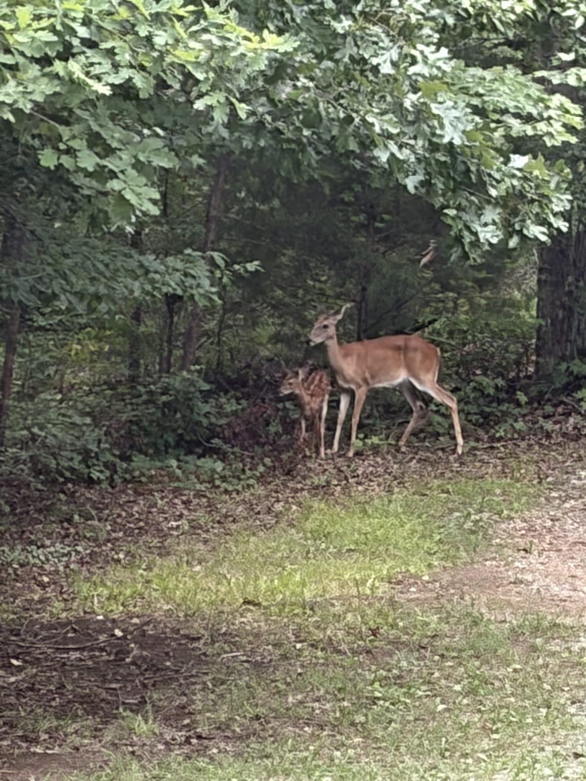 Deer in the Clearing