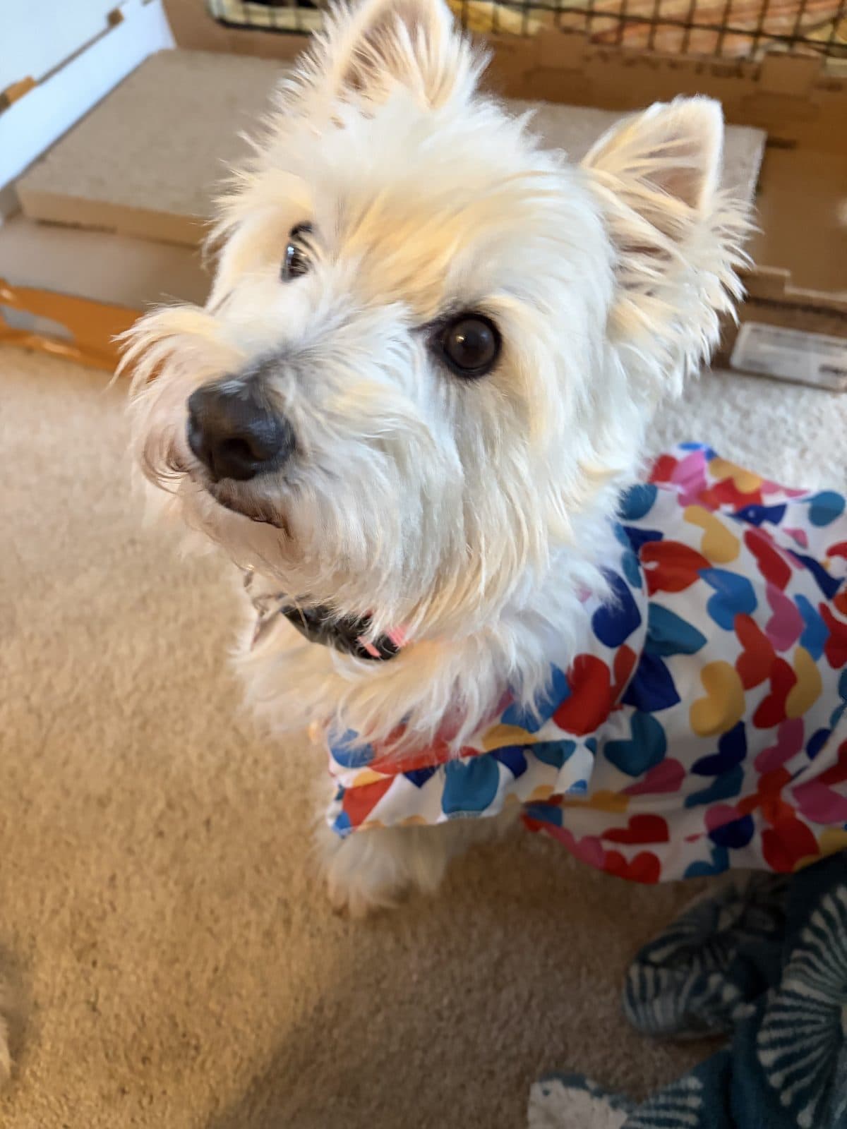 Scarfed Pup