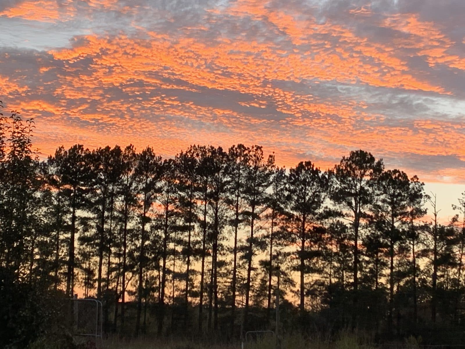 Pine Sunset
