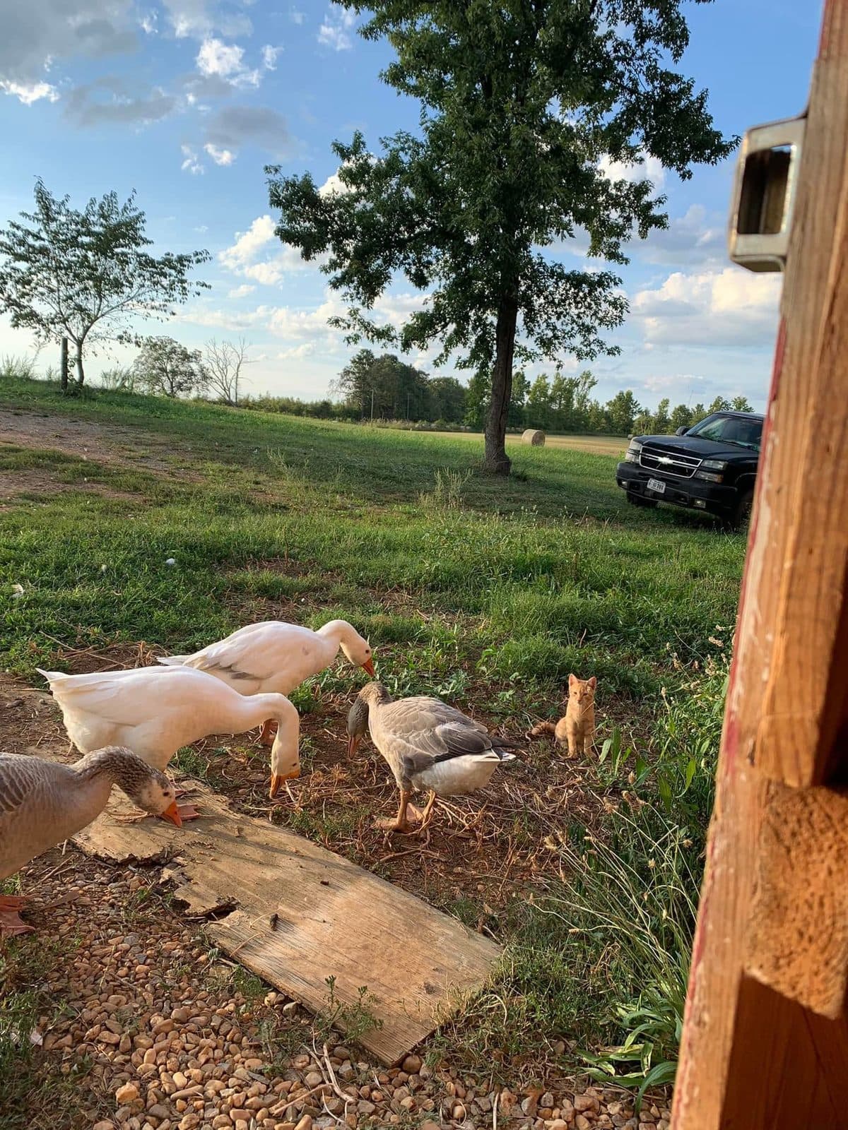 Farmyard Neighbors