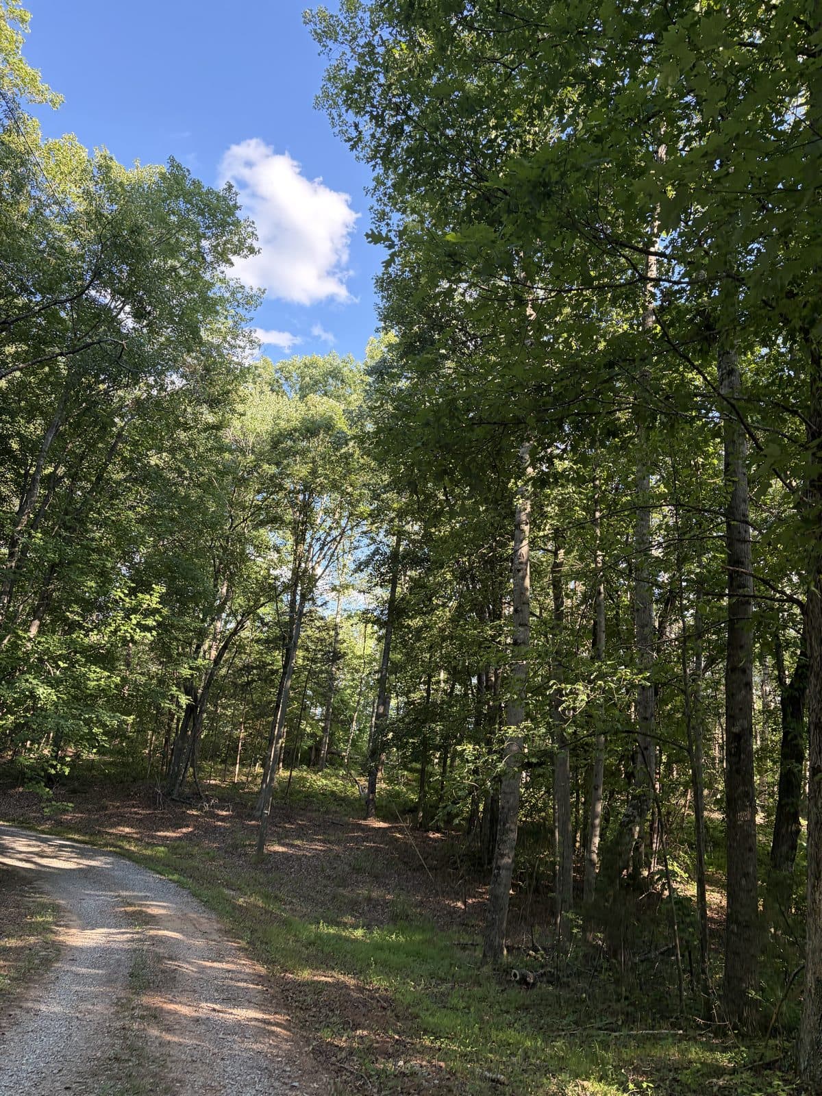 Sunlit Woods