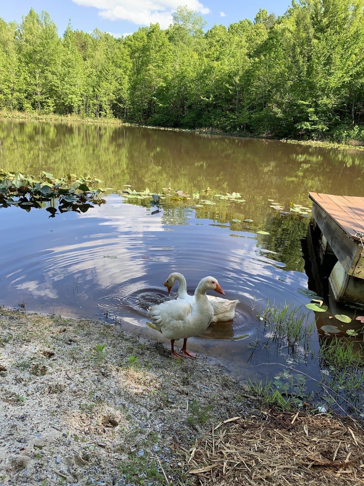 Ducks at the Dock